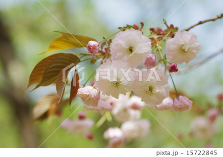 桜 フゲンゾウ 桜 フゲンゾウ 15722845
