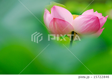 万博記念公園の蓮 15722846