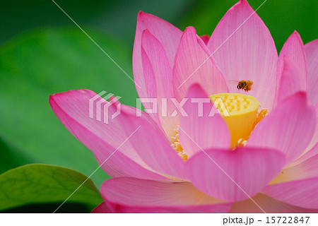 万博記念公園の蓮 15722847