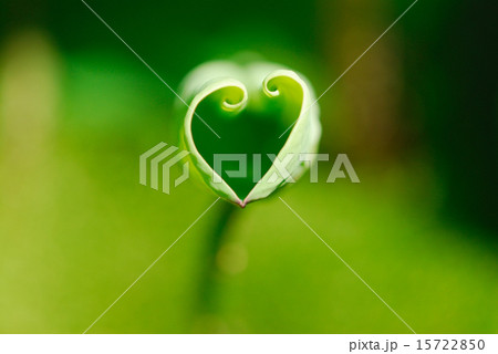 万博記念公園の蓮 15722850