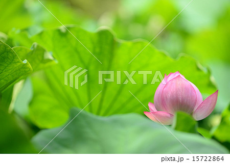 万博記念公園の蓮 15722864