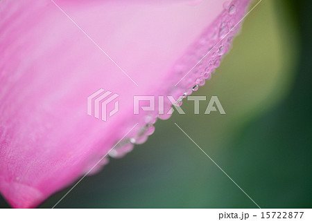 万博記念公園の蓮 15722877