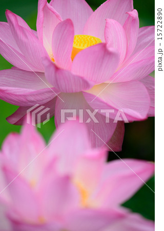 万博記念公園の蓮 15722890