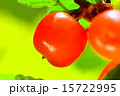 ゆすらうめ ゆすらうめ 15722995