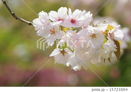 桜　弘前雪明り 15723004