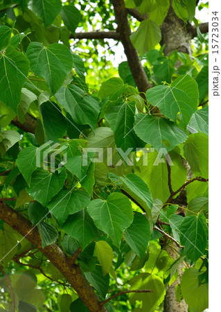 樹木：イイギリ　ヤナギ科 15723034