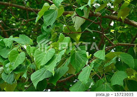 樹木：イイギリ　ヤナギ科 15723035