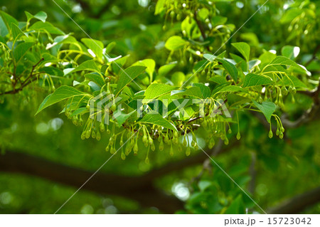 樹木：エゴノキ　エゴノキ科 15723042