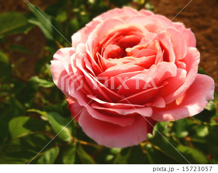 薔薇 15723057