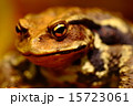 ヒキガエル ヒキガエル 15723061