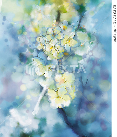 Eatercolor painting  white Apricot tree flower 15723278