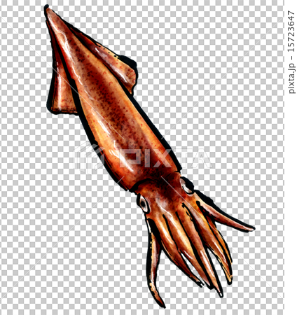 Squid 15723647
