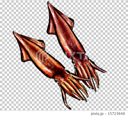 烏賊 烏賊 15723648