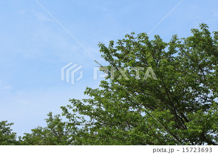 青空に向かう新緑の木 15723693