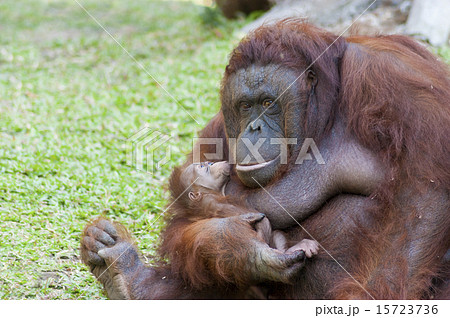 Orangutan carrying her infant Orangutan carrying her infant 15723736