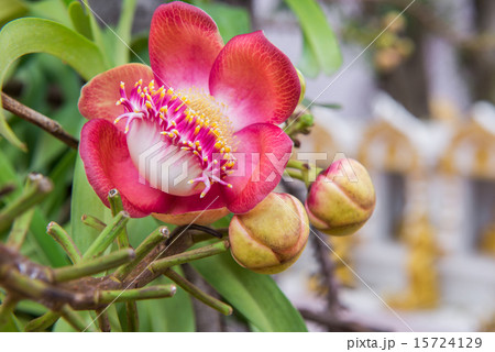 Cannonball tree flowers 15724129