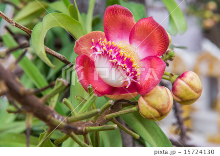 Cannonball tree flowers Cannonball tree flowers 15724130