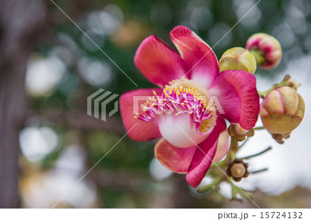 Cannonball tree flowers Cannonball tree flowers 15724132