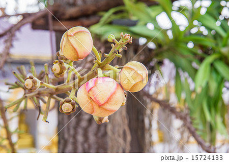 Cannonball tree flowers 15724133