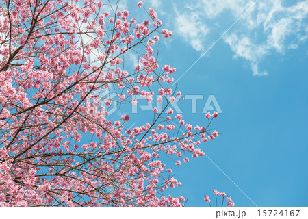 Pink sakura at Thailand 15724167