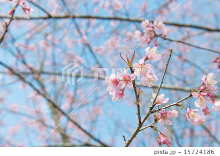Pink sakura at Thailand 15724186