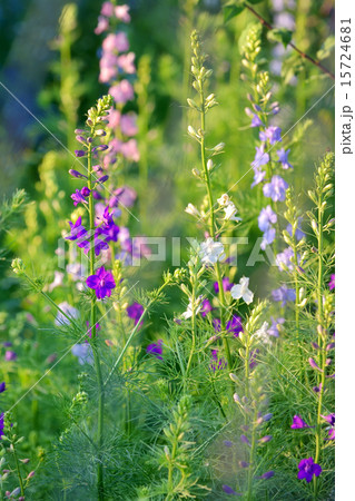 Delphinium flower Delphinium flower 15724681