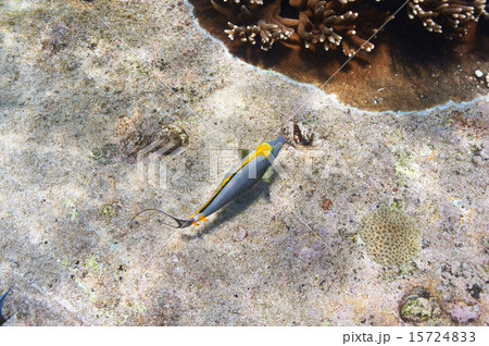 Coral reef and fish 15724833