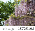 ふじ　20030427 15725198