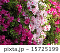 つつじ　20030427 15725199