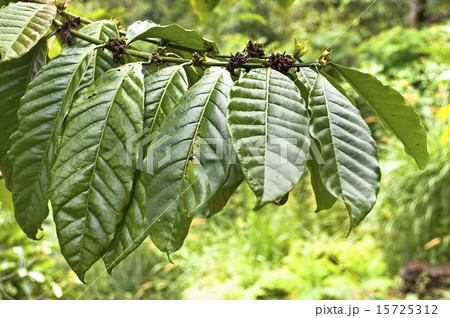 Fresh tobacco leaves Fresh tobacco leaves 15725312