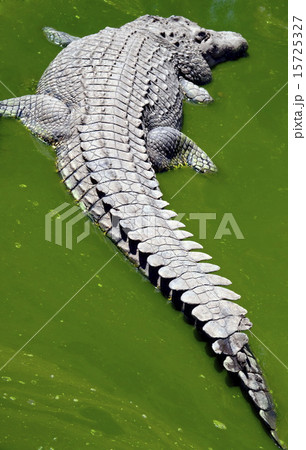 Crocodile in a green puddle 15725327