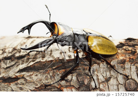ラコダールツヤクワガタの樹木の上で　白バック 15725740