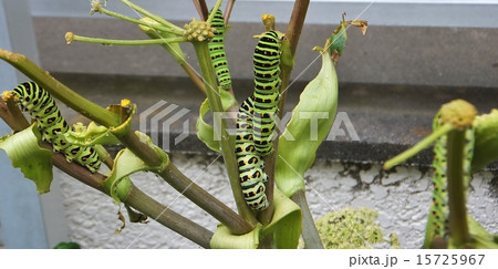 あしたばの上の、幼虫シリーズ・複数 あしたばの上の、幼虫シリーズ・複数 15725967