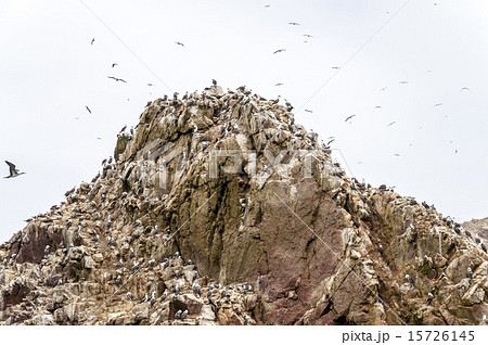 Wild birds and seagull on ballestas island, Peru Wild birds and seagull on ballestas island, Peru 15726145