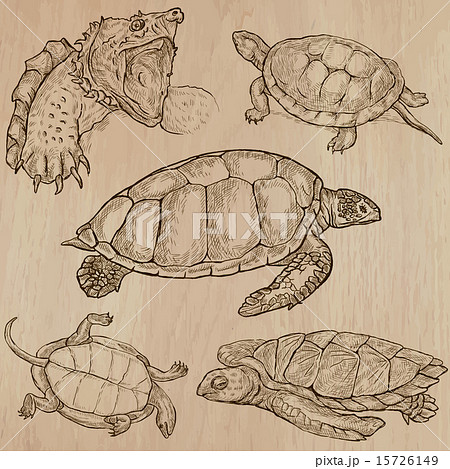 Turtles An Hand Drawn Vector Packのイラスト素材