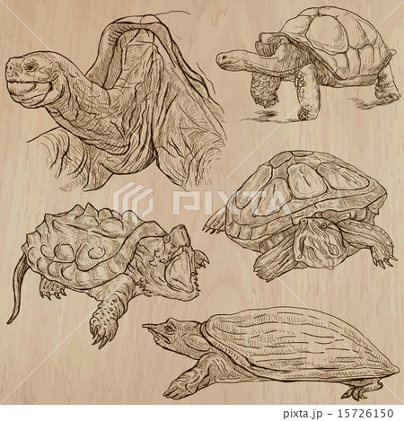 Turtles - An hand drawn vector packのイラスト素材 [15726150] - PIXTA