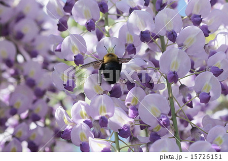 藤の花の蜜を吸うクマバチの写真素材