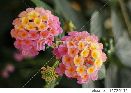 ランタナ 15726152