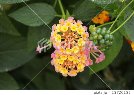 ランタナ ランタナ 15726153