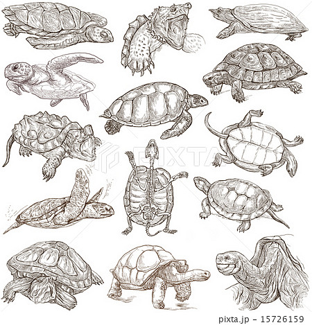 Turtles Freehands Full Sized Hand Drawingsのイラスト素材