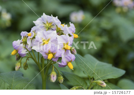 ジャガイモの花 ジャガイモの花 15726177
