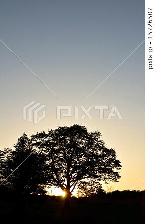 夕暮れのひと時 15726507