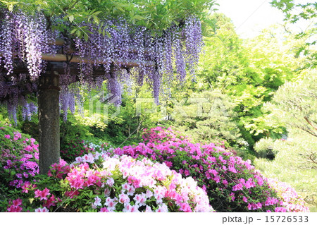 藤とつつじと新緑と 15726533