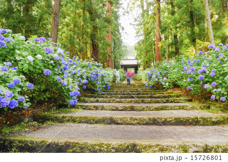 アジサイと参道 15726801