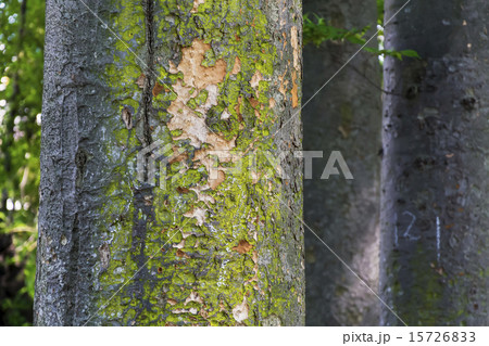 ケヤキの苔 15726833