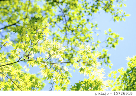 新緑 新緑 15726919
