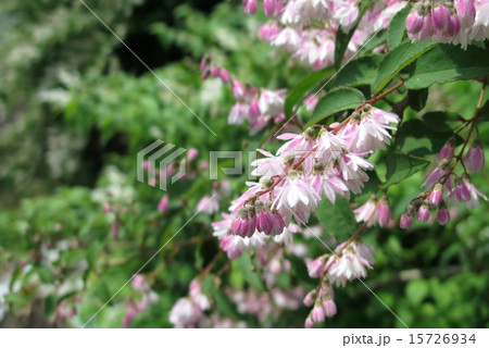 初夏を彩る卯の花 初夏を彩る卯の花 15726934