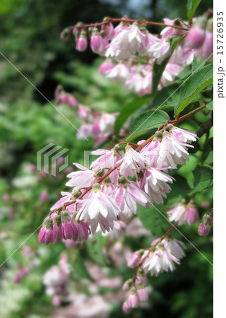 初夏を彩る卯の花 15726935