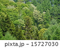 新緑の森林 15727030