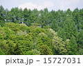 新緑の森 15727031